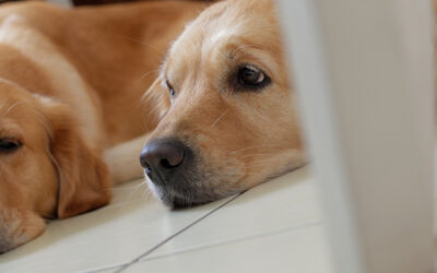 Dein Hund im Alltag